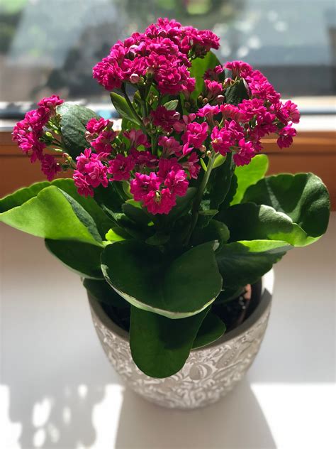 Kalanchoe Plant Indoor Care