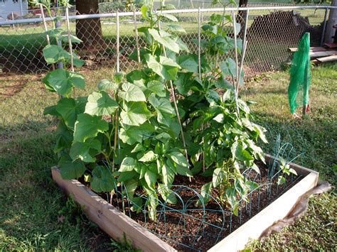 How To Grow Cucumbers In A Raised Bed (6 Simple Steps) Garden Wisper