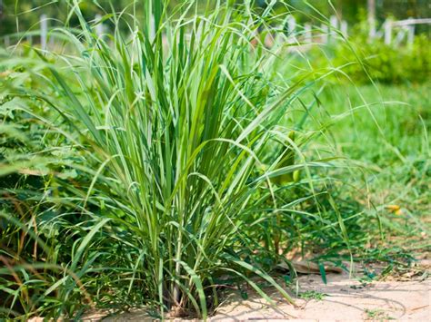 Lemongrass How to grow it and what to do with it! Lemon grass, Grow