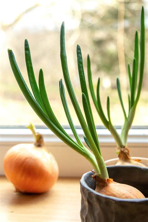 Learn how to grow green onions in this detailed article. Growing green