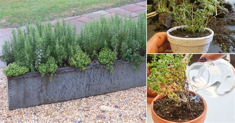 Tips For Pruning Thyme Plants For Best Growth in 2021 Thyme plant