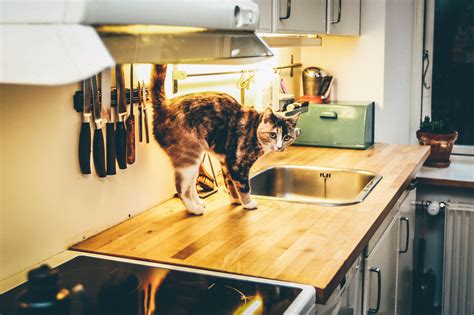 Tips for Keeping Cats Off Kitchen Counters Apartment Therapy