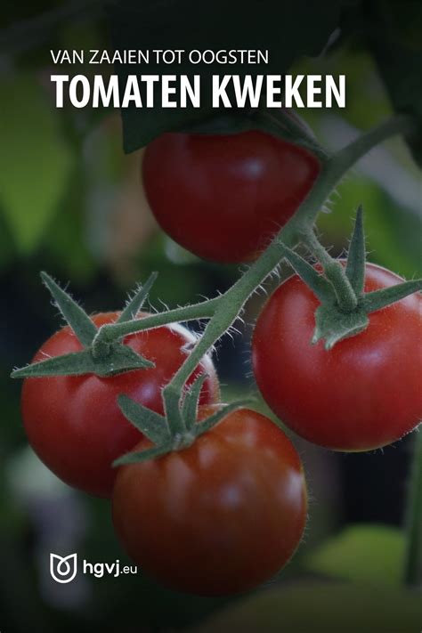 5 Snelle tips voor tomaten kweken in pot (met afbeeldingen) Tomaten