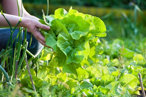 Today's garden lesson how to harvest lettuce, and how to store it for