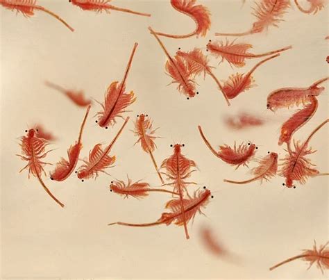 Tips Artemia