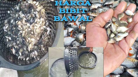 Tips Budidaya Bibit Bawal