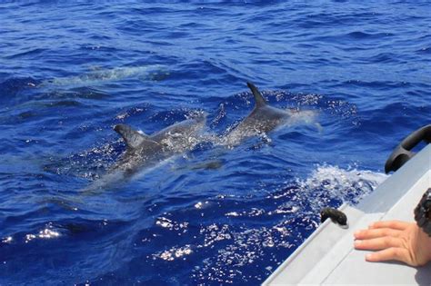 tips dolphin cruise