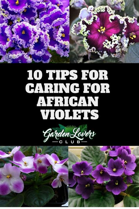 How to Care for African Violets Plants, Succulent landscaping, Plant care