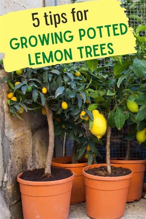 5 Tips For Growing Potted Lemons On Plant A Lemon Tree Day (May 21st)