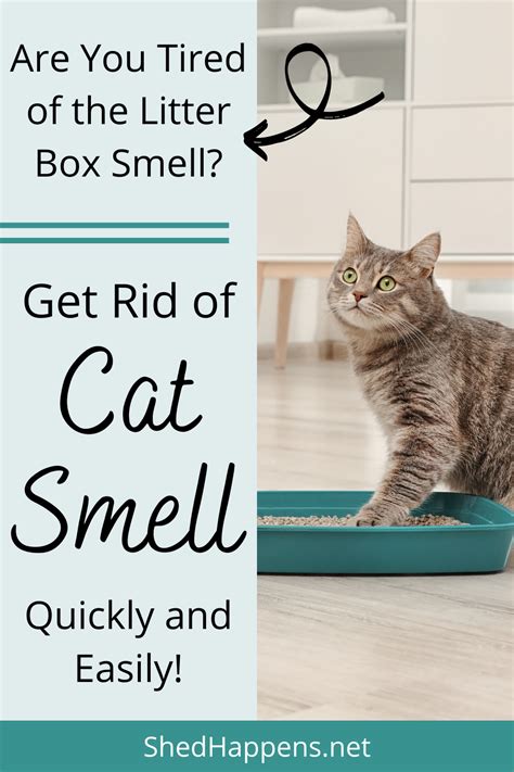 Tips For Cat Litter Odor