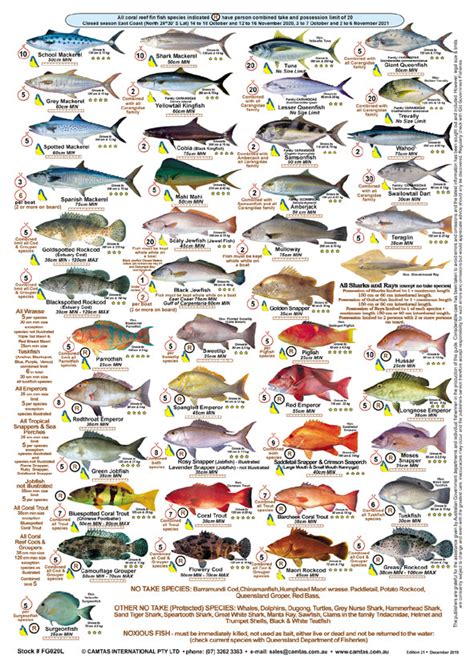 tips for fish identification