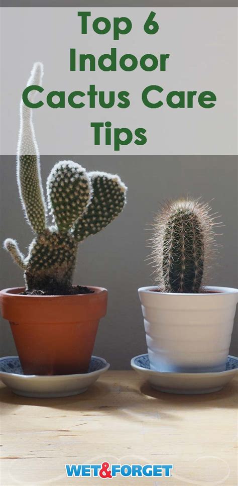 Tips For Growing Cactus Indoors