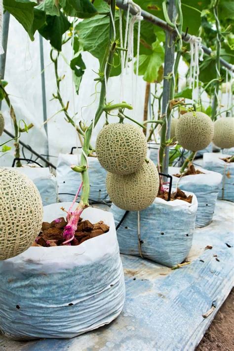 Tips For Growing Cantaloupe in Containers YES It's Possible! YouTube