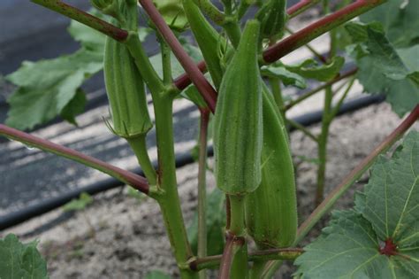 tips for growing okra