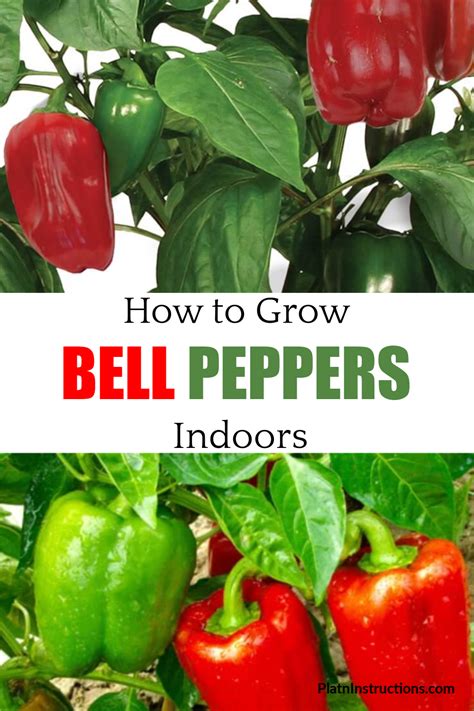 How to Grow Pepper Plants From Seed Indoors Sweet or Hot in 2021