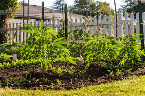 tips for growing weed outside