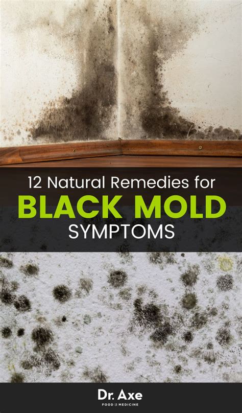 Black Mold What Every Homeowner Should Know Levi’s 4 Floors