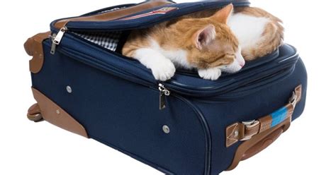 Tips For Taking Cat On Vacation
