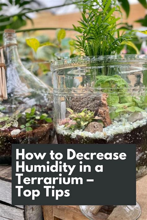 Tips For Terrarium Humidity