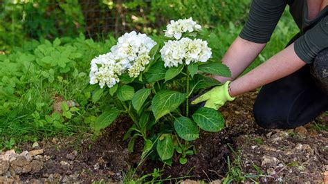 Transplanting hydrangeas is a common occurrence and not hard to do. Let