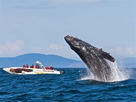 tips for whale watching