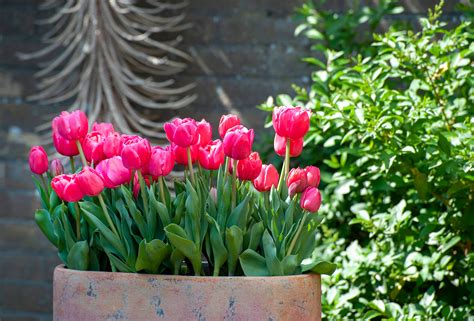Tulip pots Simple beauty, Tulips, Flowers