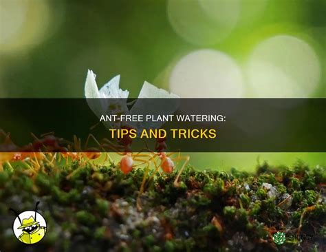 Unbeatable Tips to Keep Ants Away This Spring