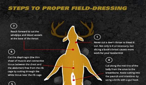 Tips On Field Dressing A Deer