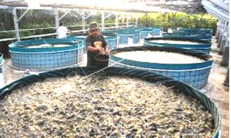 Tips Sukses Ternak Lele yang Menguntungkan dan Wajib Dicoba