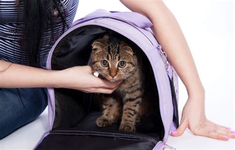Tips To Get A Cat In A Carrier