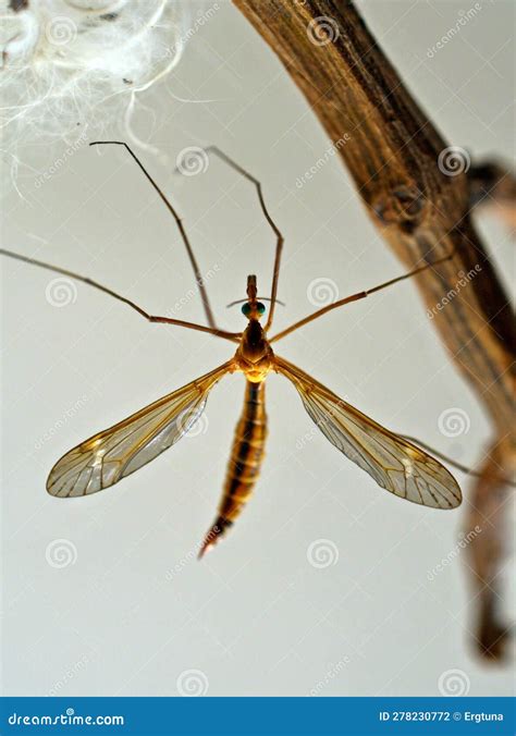 Unveiling the Mystery of Tipula: A Hidden Gem