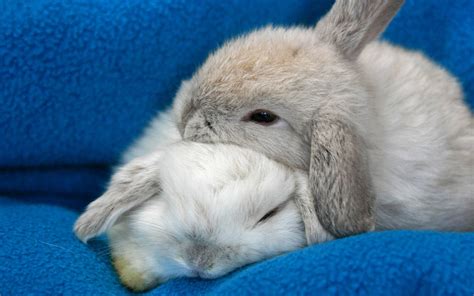 tired bunny