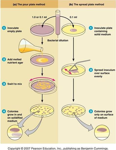 Tissue Culture Plate Method