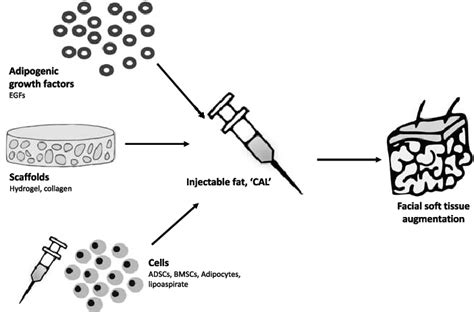 Tissue Engineering For Facial Nerve Regeneration