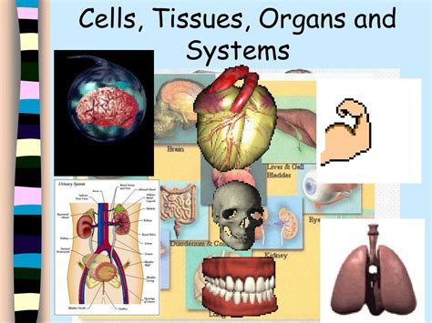 tissues organs and systems