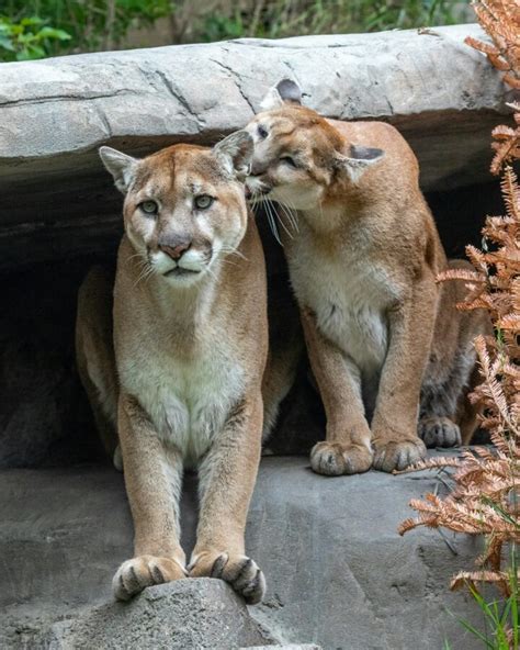 tit big 2 cougars