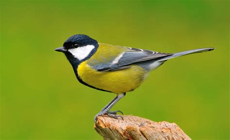 Discover 10 Insights tit birds uncover their secret lives
