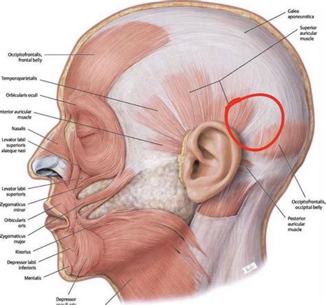 Tmj Sharp Ear Pain Reddit