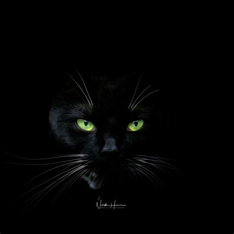 to look for a black cat in a dark room, even though it's not there