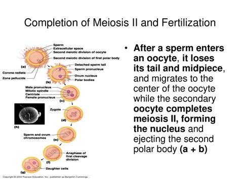 to completion too   sperm appreciation