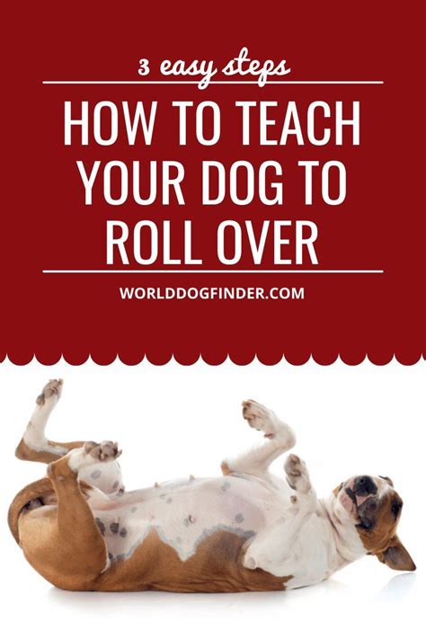 Easy Steps to Teach Your Dog to Roll Over on Command - Quick and Effective Techniques