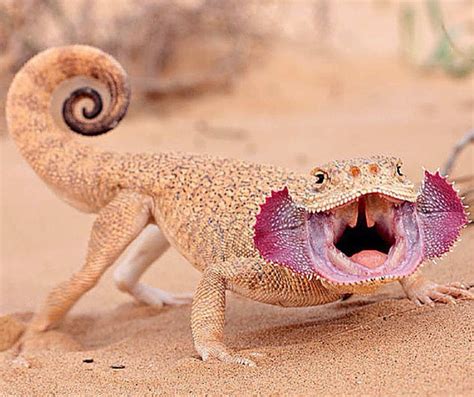 Discover 10 Insights toad headed agama Pet Care Secrets