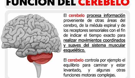 Resumen: cerebelo | Anatomia Normal | Medicina UNC | | Filadd