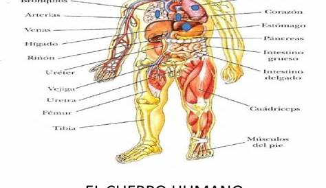 Sistemas del Cuerpo Humano