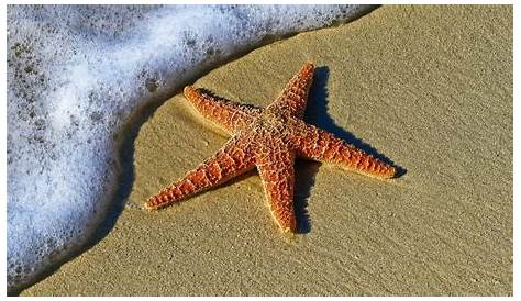 18 Curiosidades sobre las estrellas de mar - EnCuriosidades.com