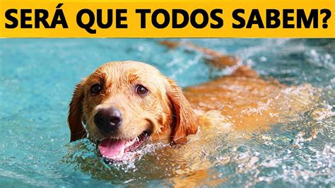 todo cachorro sabe nadar