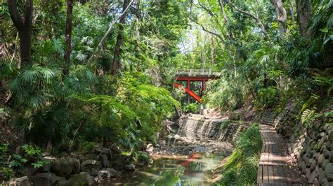 都心の隠れたオアシス！等々力渓谷の最新制限と穴場ルート現地取材
