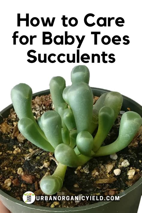 toes succulent