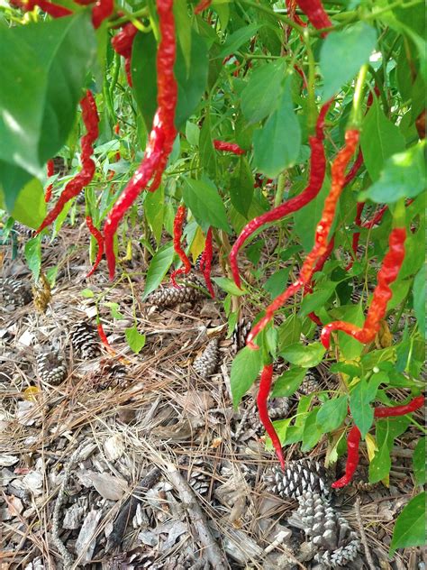 togarashi pepper plants