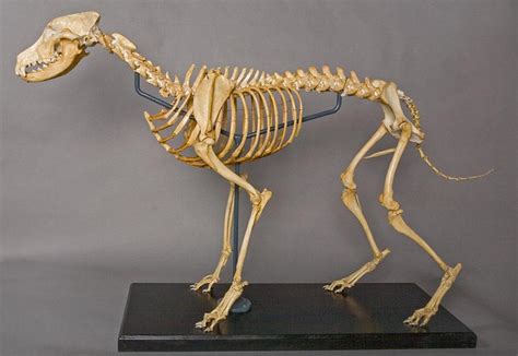 togo dog skeleton